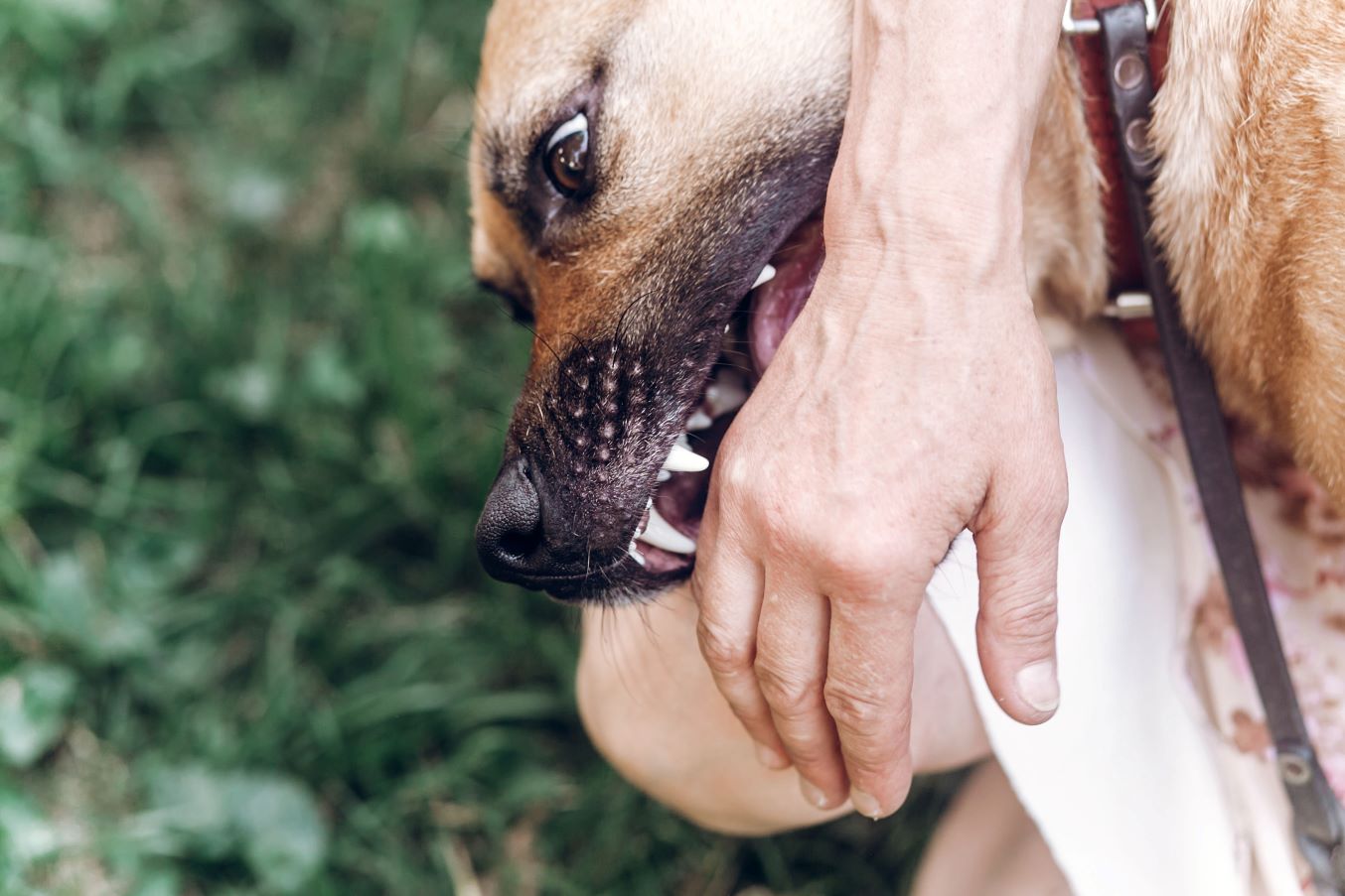Dog biting a person's hand