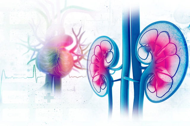 graphic image of heart and kidneys