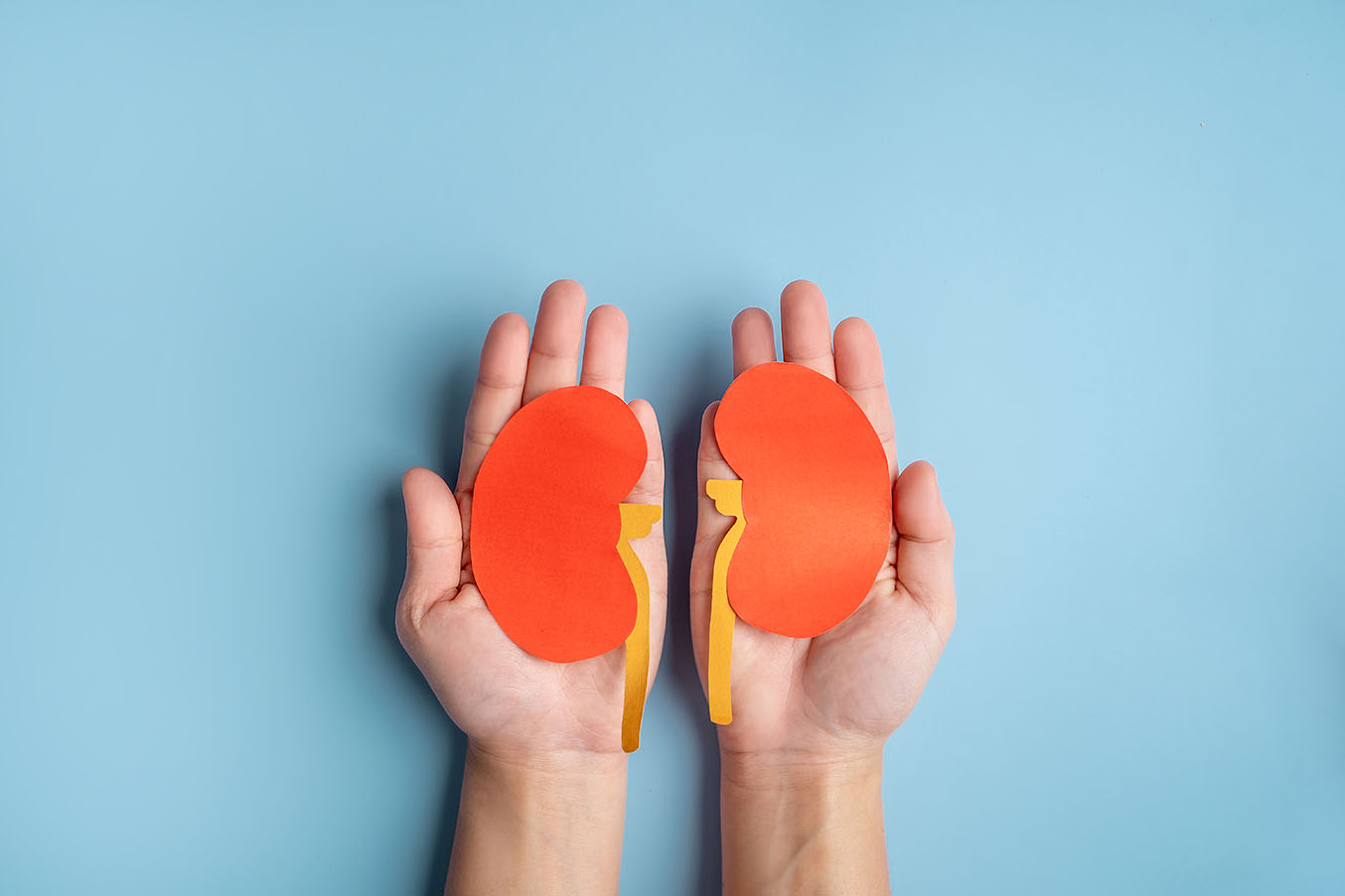 Human hands holding healthy kidney shape made from paper on light blue background.