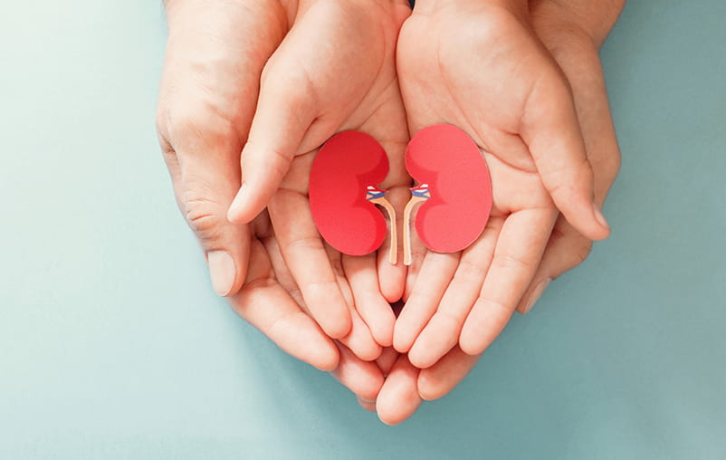 Adult and children hands holding paper kidneys