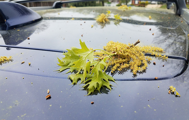 Fallen oak pollen on the roof of a car.