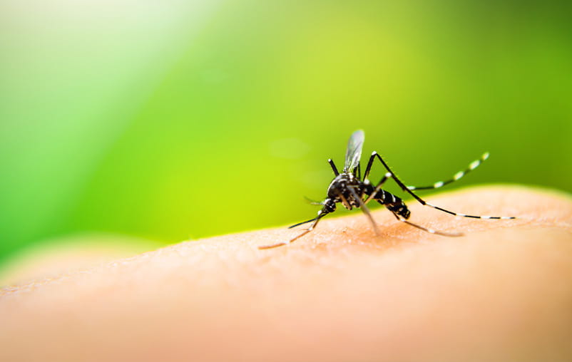 A mosquito sits on someone's skin.