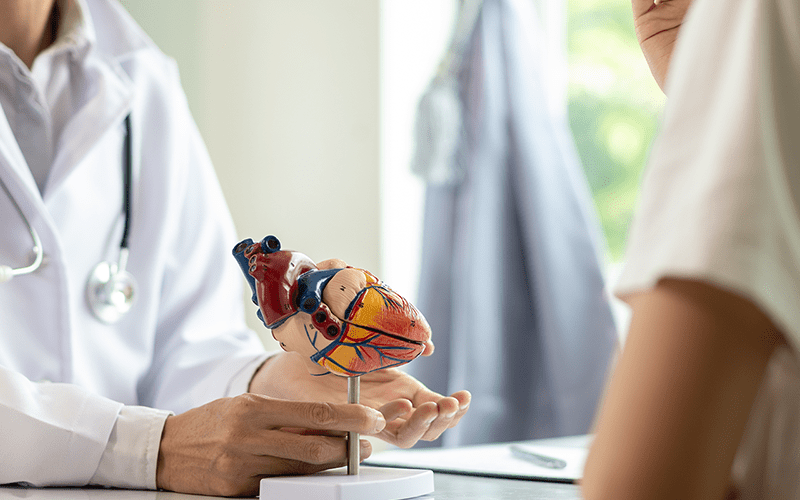 Cardiologist using a heart model to explain heart condition to patient.