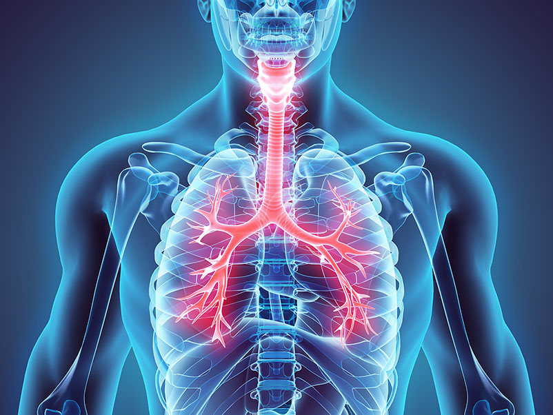 Illustration of the human respiratory system