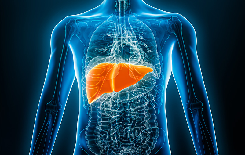 front view of human liver 3D rendering illustration with male body contours